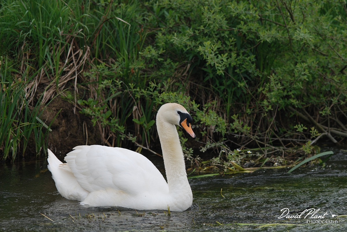 David Plant Photography - Wildlife Photographer - Mute swan - A.JPG - Mute swan - Gloucestershire